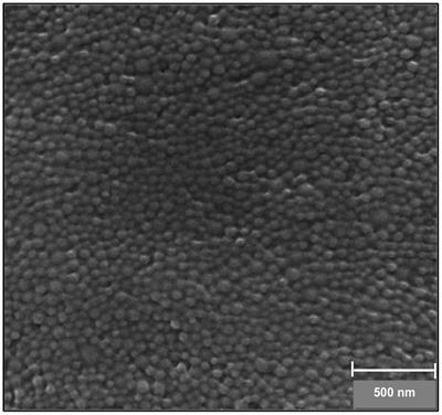 Formulation and In vitro Interaction of Rhodamine-B Loaded PLGA Nanoparticles with Cardiac Myocytes